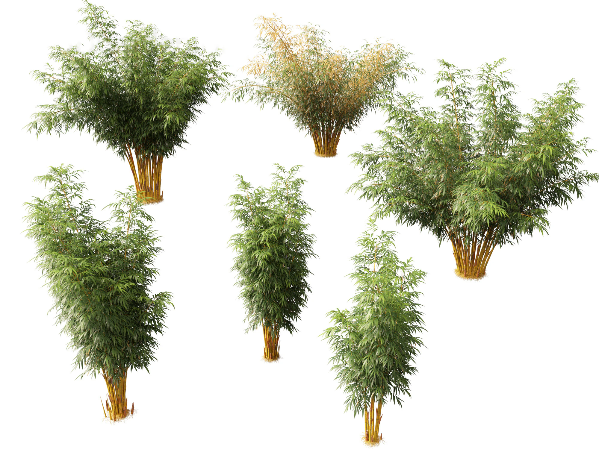 HighPolyLowPoly Schizostachyum brachyllum - New Golden Bamboo 3D Model .c4d .max .obj .3ds .fbx .stl .blend 