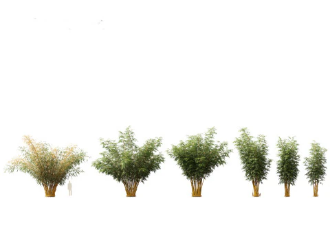 HighPolyLowPoly Schizostachyum brachyllum - New Golden Bamboo 3D Model