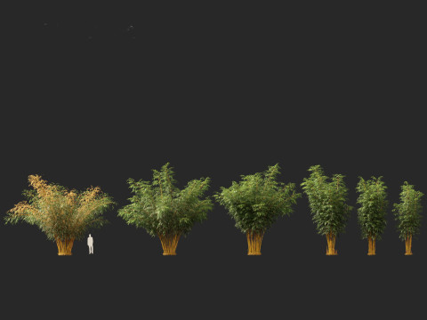 HighPolyLowPoly Schizostachyum brachyllum - New Golden Bamboo 3D Model