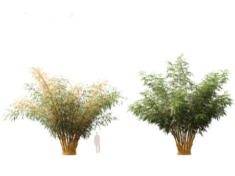 HighPolyLowPoly Schizostachyum brachyllum - New Golden Bamboo 3D Model
