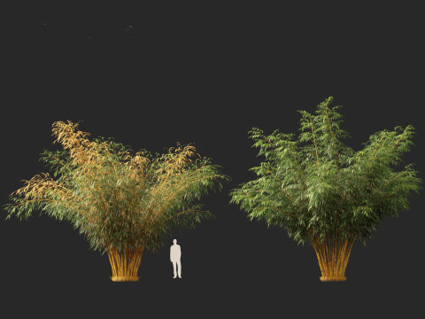 HighPolyLowPoly Schizostachyum brachyllum - New Golden Bamboo 3D Model