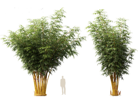 HighPolyLowPoly Schizostachyum brachyllum - New Golden Bamboo 3D Model