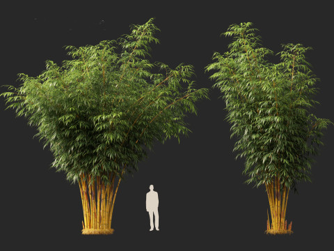 HighPolyLowPoly Schizostachyum brachyllum - New Golden Bamboo 3D Model