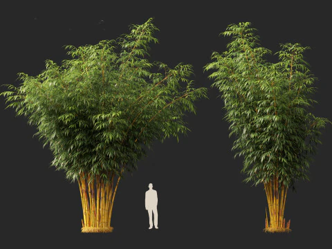 HighPolyLowPoly Schizostachyum brachyllum - New Golden Bamboo 3D Model