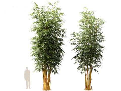 HighPolyLowPoly Schizostachyum brachyllum - New Golden Bamboo 3D Model
