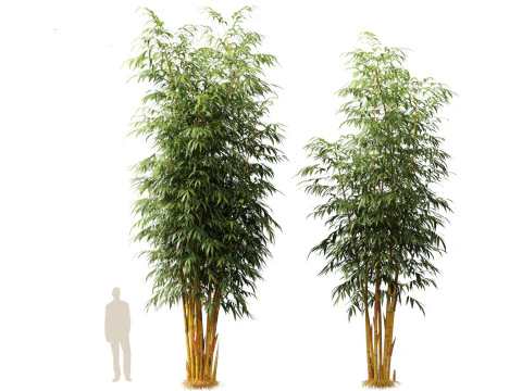 HighPolyLowPoly Schizostachyum brachyllum - New Golden Bamboo 3D Model