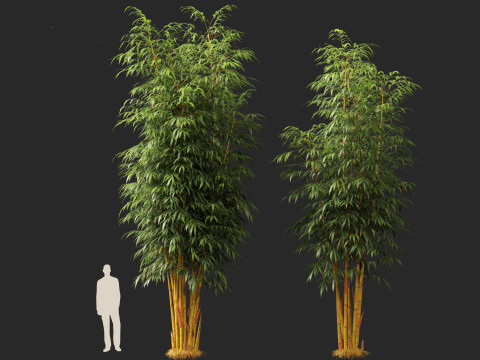 HighPolyLowPoly Schizostachyum brachyllum - New Golden Bamboo 3D Model