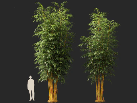 HighPolyLowPoly Schizostachyum brachyllum - New Golden Bamboo 3D Model