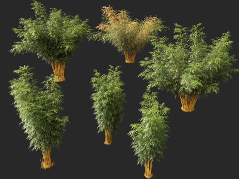 HighPolyLowPoly Schizostachyum brachyllum - New Golden Bamboo 3D Model