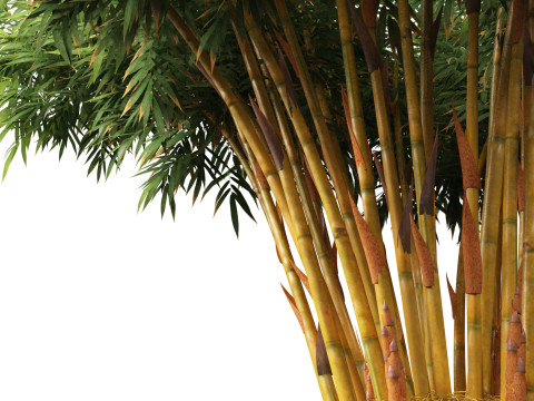 HighPolyLowPoly Schizostachyum brachyllum - New Golden Bamboo 3D Model