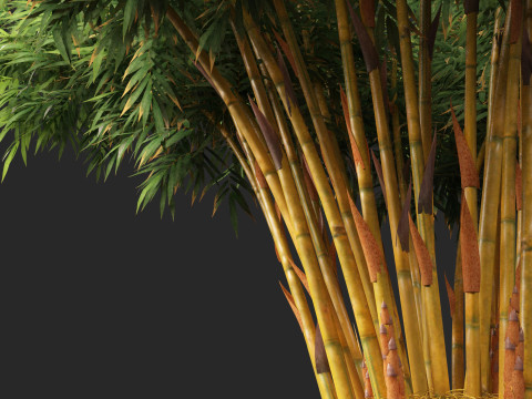 HighPolyLowPoly Schizostachyum brachyllum - New Golden Bamboo 3D Model