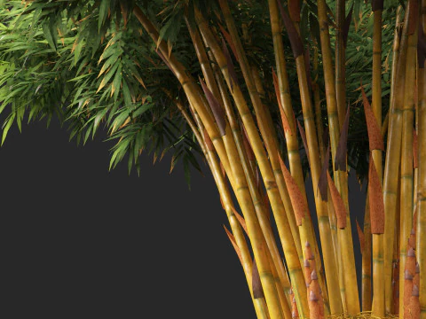 HighPolyLowPoly Schizostachyum brachyllum - New Golden Bamboo 3D Model