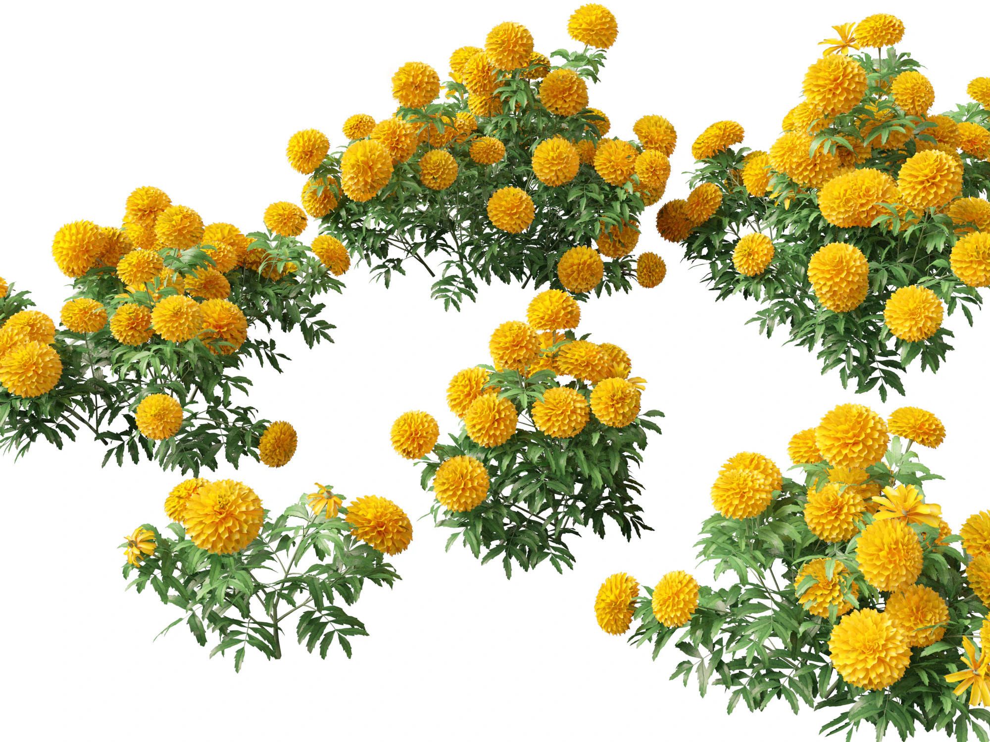 HighPolyLowPoly Tagetes erecta - African marigold 3D Model .c4d .max .obj .3ds .fbx .stl .blend 