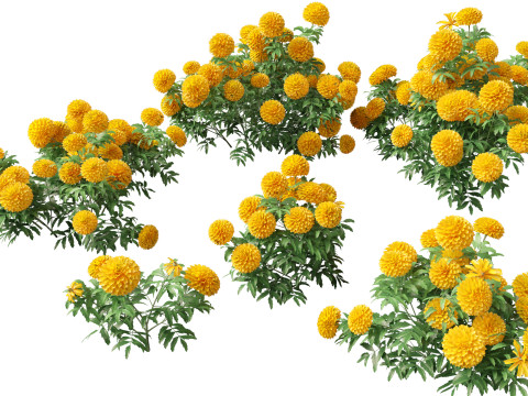 HighPolyLowPoly Tagetes erecta - African marigold 3D Model