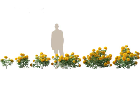 HighPolyLowPoly Tagetes erecta - African marigold 3D Model