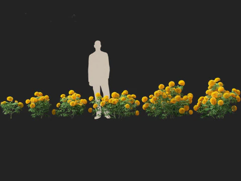 HighPolyLowPoly Tagetes erecta - African marigold 3D Model