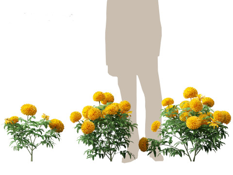 HighPolyLowPoly Tagetes erecta - African marigold Modelo 3D