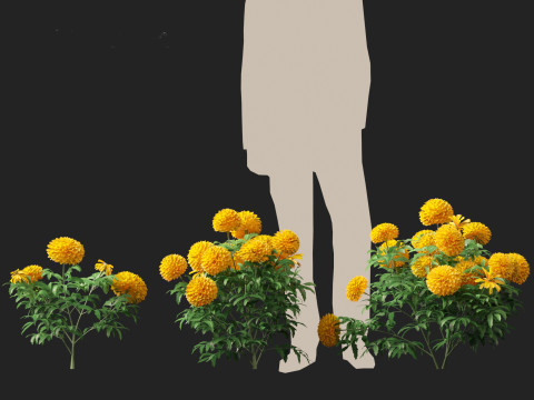 HighPolyLowPoly Tagetes erecta - African marigold Modelo 3D