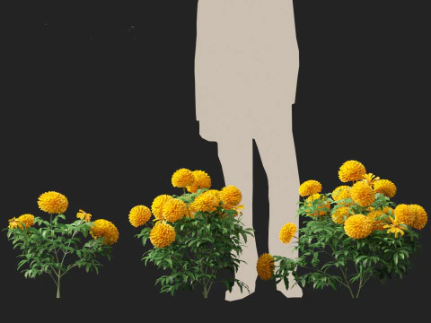 HighPolyLowPoly Tagetes erecta - African marigold 3D Model