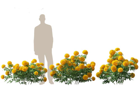 HighPolyLowPoly Tagetes erecta - African marigold 3D Model