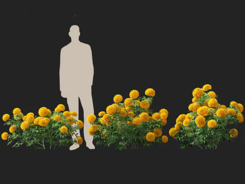 HighPolyLowPoly Tagetes erecta - African marigold 3D Model