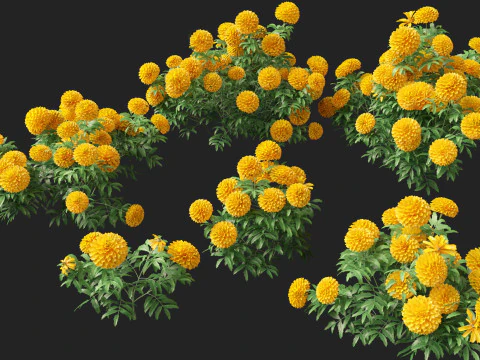 HighPolyLowPoly Tagetes erecta - African marigold 3D Model