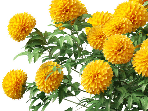 HighPolyLowPoly Tagetes erecta - African marigold Modelo 3D