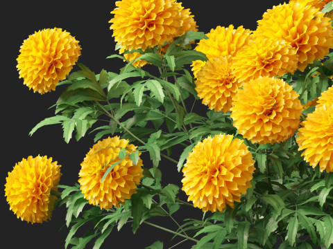 HighPolyLowPoly Tagetes erecta - African marigold Modelo 3D