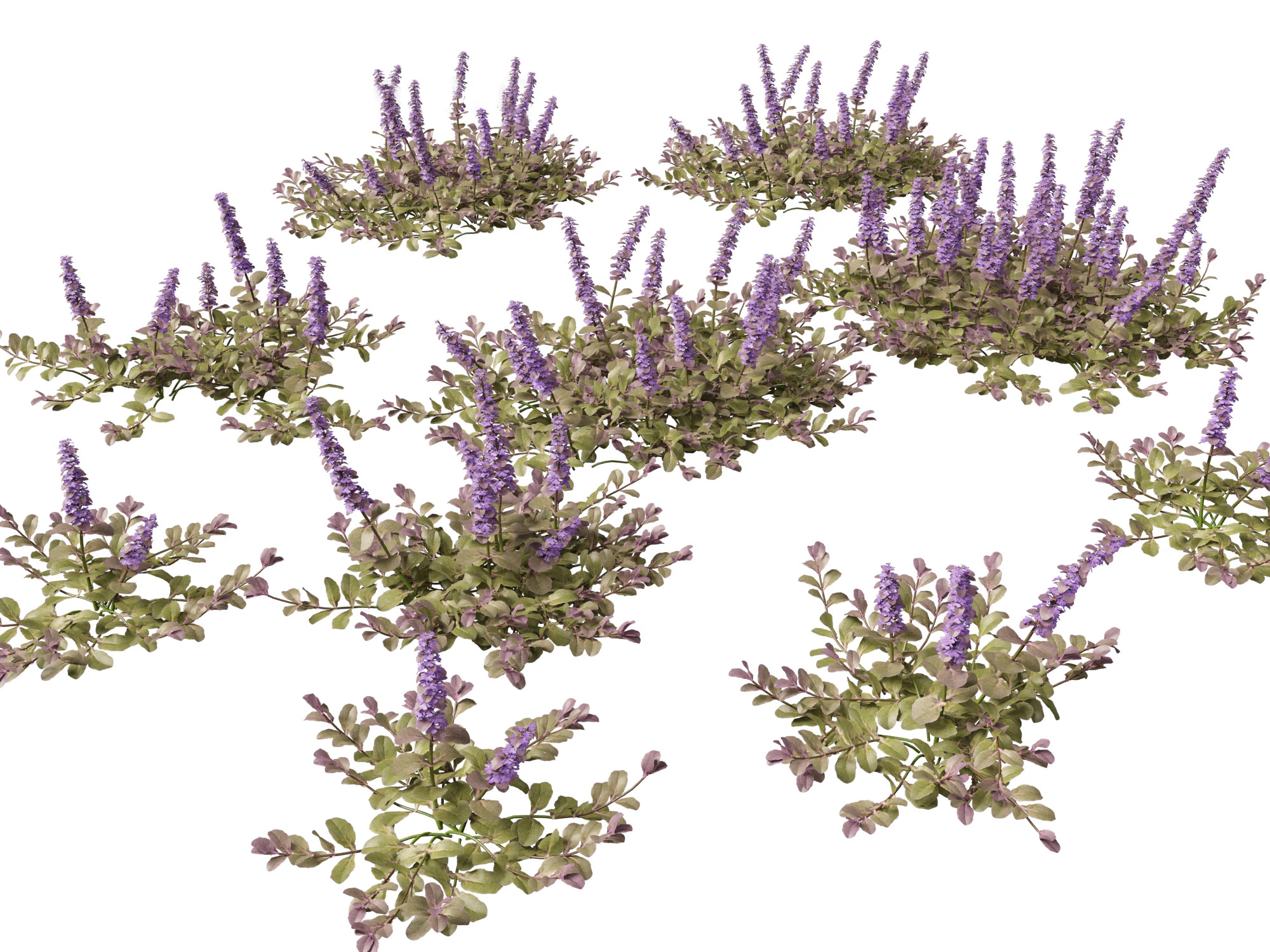HighPolyLowPoly Ajuga reptans - Carpet bugleweed 3D Model .c4d .max .obj .3ds .fbx .stl .blend 