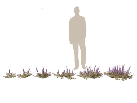 HighPolyLowPoly Ajuga reptans - Carpet bugleweed 3D Model