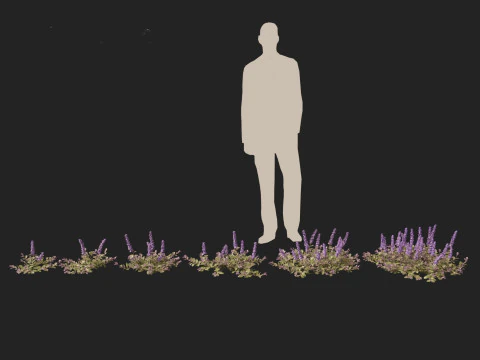 HighPolyLowPoly Ajuga reptans - Carpet bugleweed 3D Model