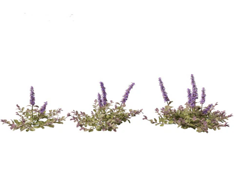 HighPolyLowPoly Ajuga reptans - Carpet bugleweed 3D Model