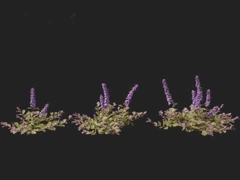 HighPolyLowPoly Ajuga reptans - Carpet bugleweed 3D Model