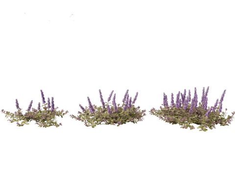 HighPolyLowPoly Ajuga reptans - Carpet bugleweed 3D Model