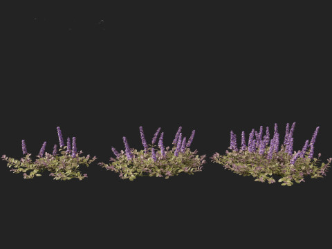 HighPolyLowPoly Ajuga reptans - Carpet bugleweed 3D Model