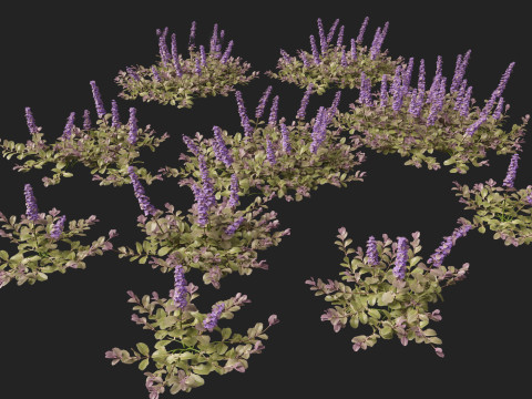 HighPolyLowPoly Ajuga reptans - Carpet bugleweed 3D Model