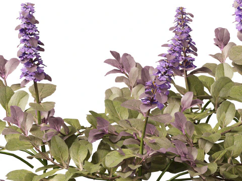 HighPolyLowPoly Ajuga reptans - Carpet bugleweed 3D Model