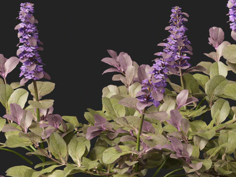 HighPolyLowPoly Ajuga reptans - Carpet bugleweed 3D Model
