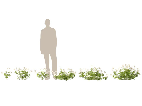 HighPoly LowPoly Canada Anemone canadensis weideanemoon 3D Model