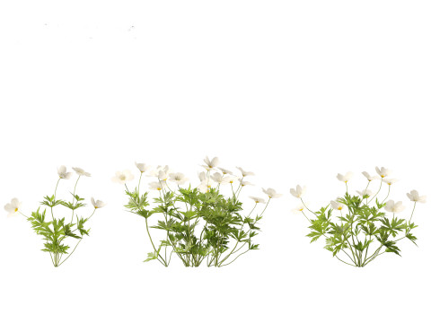 HighPoly LowPoly Canada Anemone canadensis meadow Anemone 3D Model