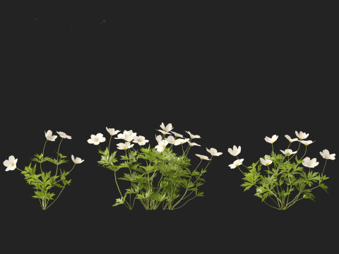 HighPoly LowPoly Canada Anemone canadensis meadow Anemone 3D Model