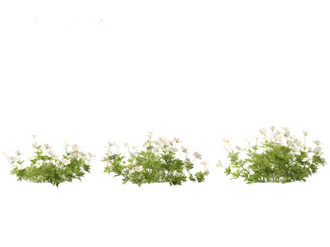 HighPoly LowPoly Canada Anemone canadensis meadow Anemone 3D Model