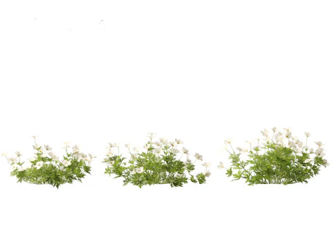 HighPoly LowPoly Canada Anemone canadensis meadow Anemone 3D Model
