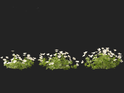 HighPoly LowPoly Canada Anemone canadensis meadow Anemone 3D Model