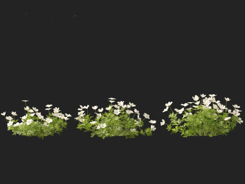 HighPoly LowPoly Canada Anemone canadensis meadow Anemone 3D Model