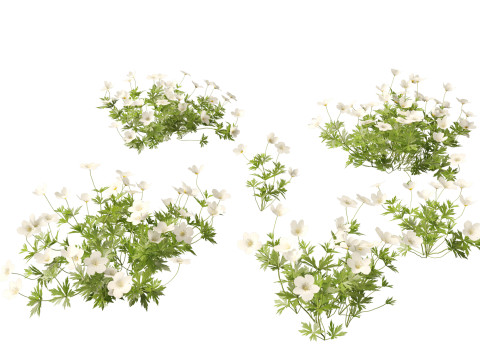 HighPoly LowPoly Canada Anemone canadensis meadow Anemone 3D Model
