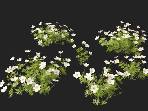 HighPoly LowPoly Canada Anemone canadensis meadow Anemone 3D Model