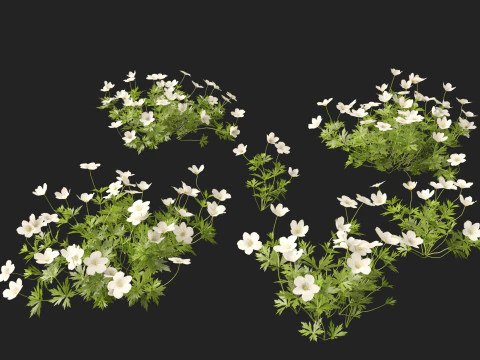 HighPoly LowPoly Canada Anemone canadensis meadow Anemone 3D Model