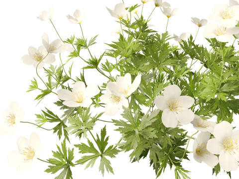 HighPoly LowPoly Canada Anemone canadensis meadow Anemone 3D Model