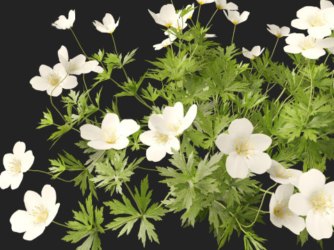 HighPoly LowPoly Canada Anemone canadensis meadow Anemone 3D Model